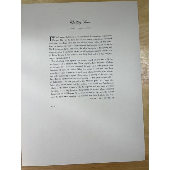 Audubon Birds of America Whistling Swan Original Print Vtg 1950 Peterson 9 x 12 - Picture 4 of 5